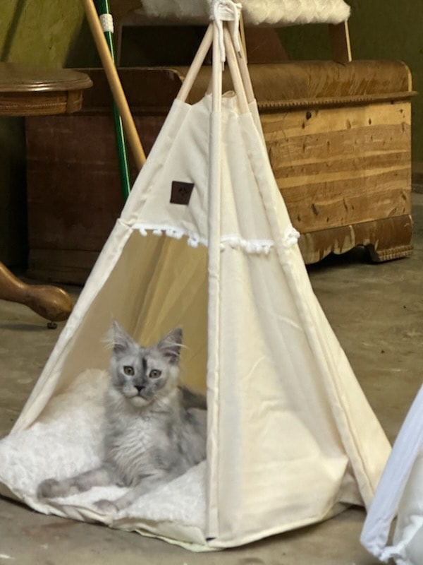 Caspian relaxing in a teepee