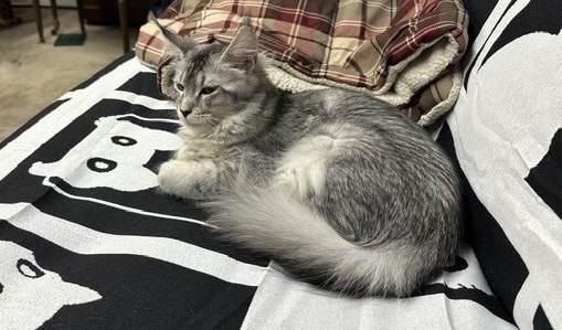 Marley chilling in the cattery