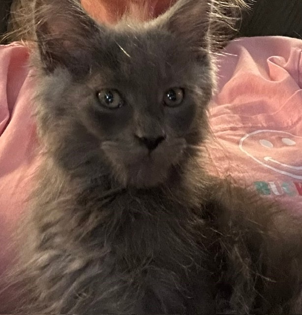 Newt — fluffy gray adult cat portrait