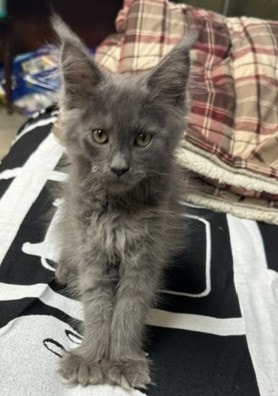 Newt posing — gray adult cat