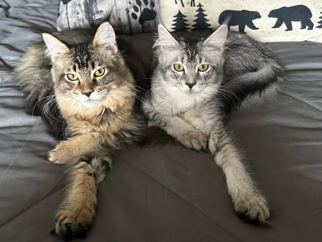Oakley and Marley lounging together