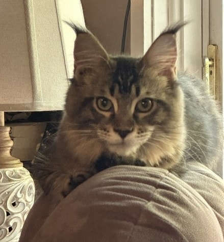 Oakley relaxing on a chair
