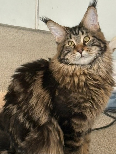 Mufasa — Silver Mitten Mufasa Kings Keeper