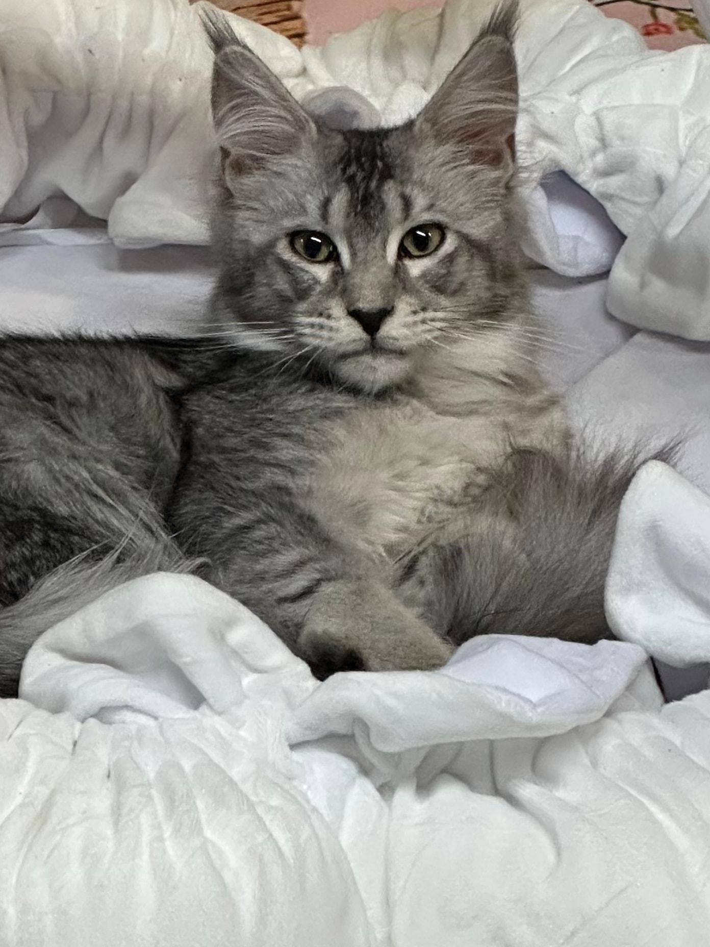 Marley — SST Marley Queen of the Silver Timber