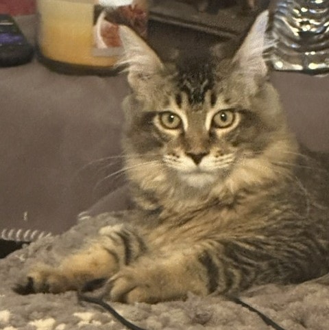 Oakley — SST Oakley Queen of the Golden Wood